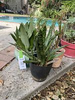 Photo of three succulent plants including a Sansevieria Moonshine in black plastic pot, with other succulents in blue ceramic and terracotta pots on a stone surface outdoors.