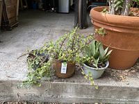 Three succulent plants arranged on a concrete step: Sansevieria Moonshine in white pot, rare Senecio succulent vine in brown pot, and one additional succulent in black pot.