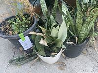 Four small planters grouped outdoors on concrete surface showing succulents and Sansevieria plants in various conditions.
