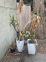 Rubber and corn trees in various tall white and black planters against a wall, plants showing dryness and browning leaves.