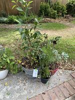 Photo of blueberry bush and two succulent plants outdoors on a paved area with grass and fence in background.