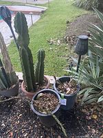 Photo showing one tall upright cactus and two night blooming cereus plants in pots outdoors.