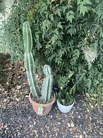 Wide shot of three potted plants outdoors placed against a leafy background showing two columnar cacti, one tall and one smaller, and one sansevieria plant.