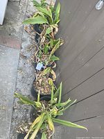 Six 1-gallon potted plants, consisting of five canna plants and one tropical lily, all with some dried and browning leaves, positioned on ground against a wall.