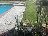 Three potted plants near a swimming pool: variegated century plant, tall cactus, and night blooming cereus