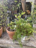 Citrus tree in terra cotta planter next to asparagus fern in round planter, showing size and foliage details.