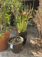 Photo shows a potted citrus tree and a tall Euphorbia macrocarpus succulent with orange blossom flowers side by side outdoors.
