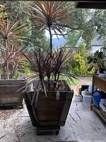 Cordyline australis 'Purple Tower' tree in wooden planter on wheels, showing tall reddish-purple leaves and square planter
