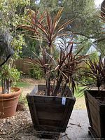 Front view of tall Cordyline australis 'Purple Tower' tree with reddish-purple leaves growing in a weathered square wooden planter on wheels.