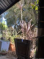 Cordyline australis 'Purple Tower' tree in large square wooden planter on wheels, indoor/outdoor setting, surrounded by other plants
