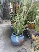 Pencil cactus plant in blue terracotta planter with some chipping and wear on the paint.