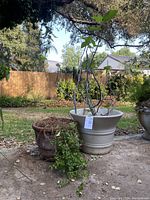 Two potted plants outdoors, one dwarf fig in a large beige ceramic pot and one trailing vine in smaller terra cotta pot, with garden background.