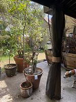 Full view of both potted trees outdoors showing size and setting