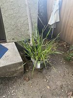 Photo of a potted lily plant with narrow leaves placed on soil outdoors beside a concrete step and wall.