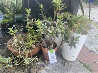 Four small potted plants outdoors on brick and concrete ground; two succulents in terra cotta pots, one small palm in white plastic planter, and another small plant in a terra cotta planter.