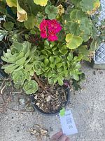 Geranium with red flowers in green planter and three distinct succulent plants in separate black pots, all arranged together outdoors on pavement.