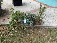 Set of three live potted plants arranged on patio by pool showing geranium with white flowers and two succulents in ceramic pots.