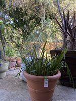 Photo showing variegated dragon tree and gladiolus plant in planter outdoors with other plants and garden background.