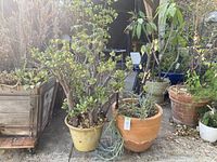 Two potted plants outdoors, Jade tree in yellow ceramic pot on left and Citrus tree in terra cotta pot on right, garden setting with sunlight