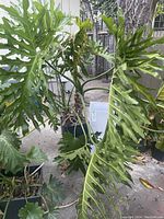 Large Selloum (tree philodendron) plant outdoor in a tall white rectangular planter with large lobed green leaves and thick stems.