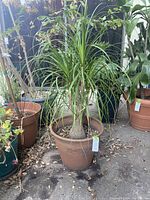 Front view of the ponytail palm plant in a terra cotta pot surrounded by other plants, showing the bulbous trunk and long green leaves.