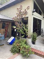 Photo showing purple leafed plum tree with purple/burgundy leaves in a terra cotta pot surrounded by green geranium plant, with dwarf stone fruit tree in faux stone planter nearby.