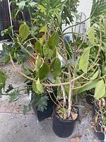 Rubber tree and Selloum plant showing rubber tree height and leaves.