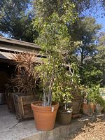 Full view of the variegated ficus tree planted in a large terra cotta pot, with surrounding outdoor planters and greenery.