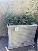 Front view of rectangular light-colored water cistern with dense Senecio succulent plants in top planter