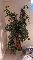 Full view of the 77-inch tall faux Ficus Benjamina tree showing the entire plant and woven basket base.