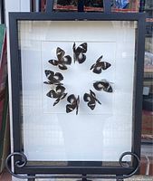 Full view of the shadow box showing all the mounted butterflies in a circular arrangement inside a black frame with glass front.