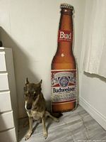 Budweiser advertising cardboard display bottle standing upright with dog sitting nearby for scale.