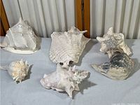 Six large natural beach shells arranged on a flat surface showing size and variety.
