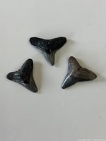 Top view of three fossilized shark teeth arranged in a triangular pattern on a white background. Two teeth are black and one is a dark brown-grey.