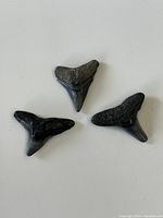 Three fossilized shark teeth, showing front view, dark color with textured roots and smooth crowns, placed on white background.