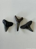 Three fossilized shark teeth arranged side by side, showing front surfaces with color variations and worn edges.