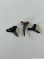 Top view of three fossilized teeth against white background showing size and shape differences