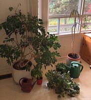 Wide interior shot featuring a large leafy plant in a white pot, smaller plants near the floor, and two watering cans on the floor