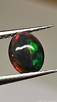 Close-up image of oval cabochon black opal showing red and green flashes held with tweezers.