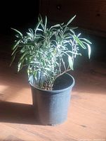 Side view of the potted sage plant showing green aromatic leaves and multiple baby plants sprouting.