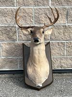 Front view of Buck the Singing Deer mounted bust showing antlers and plaque