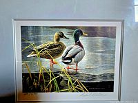 Framed print of two mallard ducks signed and numbered by Robert Bateman with reeds and water background.