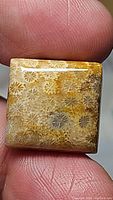 Close-up image of square cabochon fossil coral held between fingers showing floral pattern and polished surface.