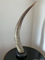 Front view of the curved buffalo horn sculpture mounted on a black round wooden base with a chrome disc, showing natural gradient colors of horn.