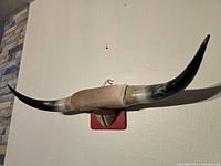 Front view of mounted steer horns on a wall with visible natural curves and attached red wooden plaque.