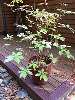 Round terracotta-colored ceramic pot containing a multi-stem vine with palmate leaves