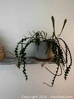 Shelf mounted on wall displaying a potted plant, showing use and size relative to environment.