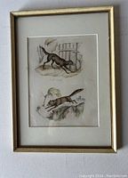Full framed coloured etching showing two labeled animals on aged paper