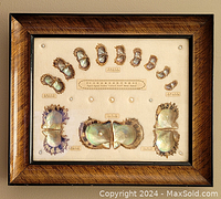 Framed specimen chart with labeled abalone shell halves and cultivated pearls mounted on fabric backing within wooden frame.