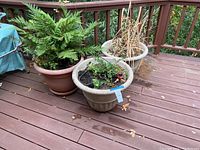 Three large plastic plant pots arranged on a deck, showing the overall lot contents including plants and soils inside the pots.